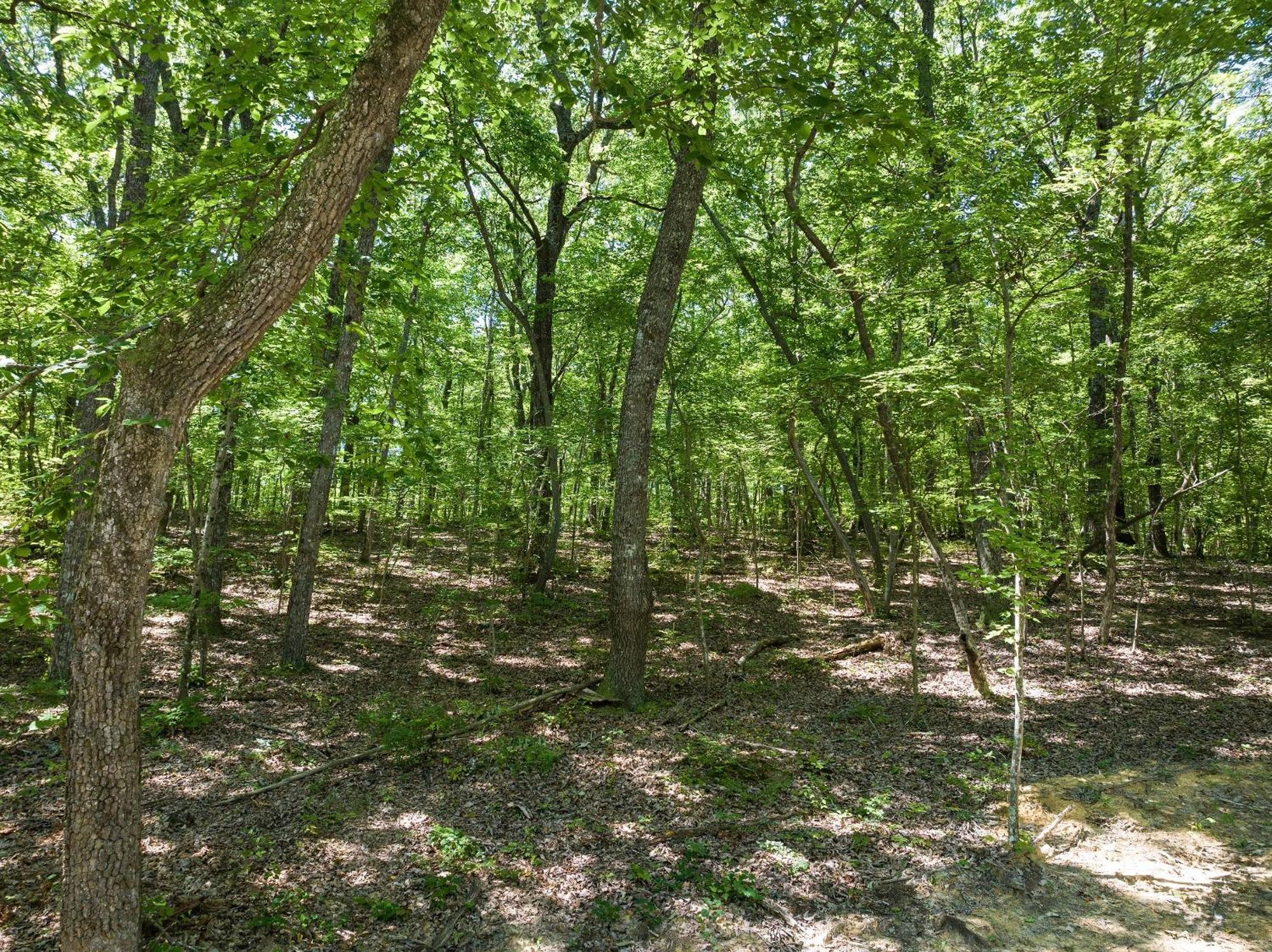 Coyote Cabin At Woodland Retreat At Desoto Beside Desoto State Park Fort Payne Ngoại thất bức ảnh